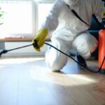 Pest Exterminator Sydney: How Cleaner Carpets and Pest-Free Spaces Support Healthier Interiors